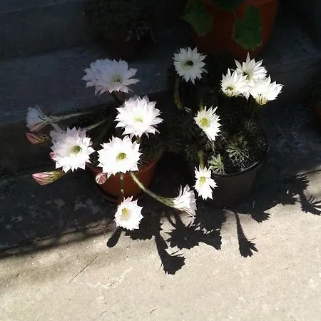 Гостевой дом Casa Di Madi