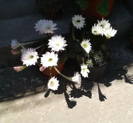 Guest house Casa Di Madi